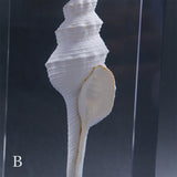 Fusinus colus