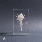 Murex tenuirostrum