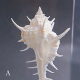 Murex tenuirostrum