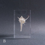 Murex tenuirostrum