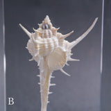 Murex tenuirostrum
