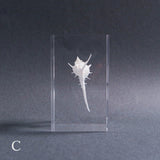 Murex tenuirostrum