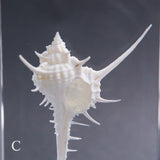 Murex tenuirostrum