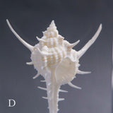 Murex tenuirostrum