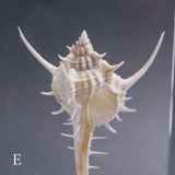 Murex tenuirostrum