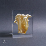 Agaricus marmoreus Peck