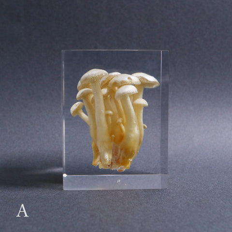 Agaricus marmoreus Peck