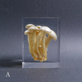 Agaricus marmoreus Peck