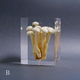 Agaricus marmoreus Peck