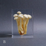 Agaricus marmoreus Peck