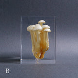 Agaricus marmoreus Peck