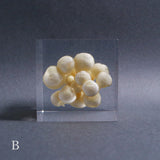 Agaricus marmoreus Peck