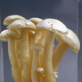 Agaricus marmoreus Peck