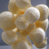 Agaricus marmoreus Peck