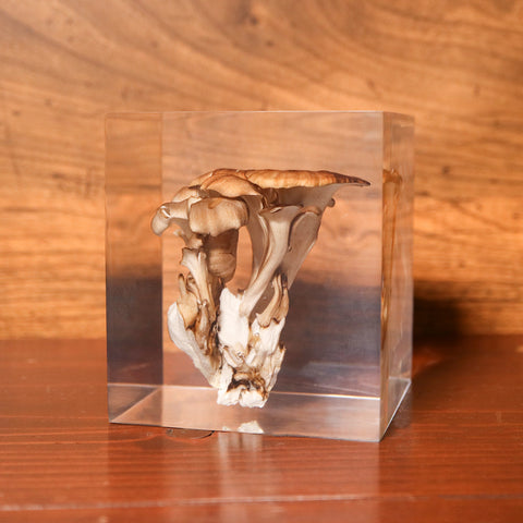 Grifola frondosa
