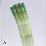 Dentalium elephantinum