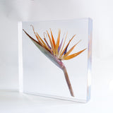Strelitzia