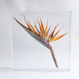 Strelitzia