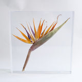 Strelitzia