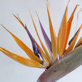 Strelitzia