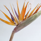 Strelitzia