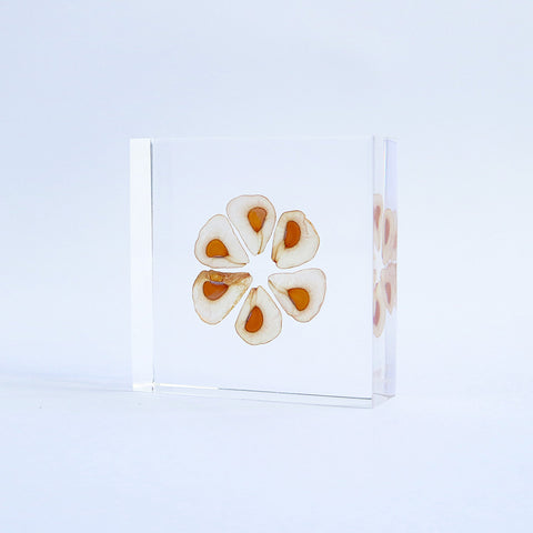 Heartleaf lily Seeds