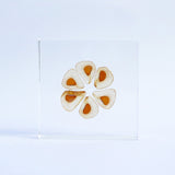 Heartleaf lily Seeds