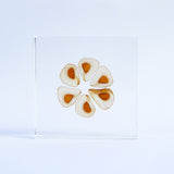 Heartleaf lily Seeds