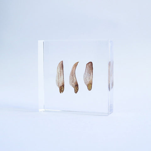 Black pine seeds