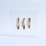 Black pine seeds