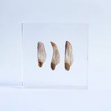 Black pine seeds