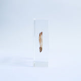 Black pine seeds