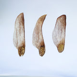 Black pine seeds