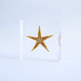 Starfish (Astropecten sp.)