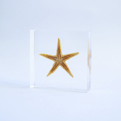 Starfish (Astropecten sp.)