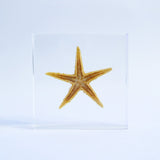 Starfish (Astropecten sp.)
