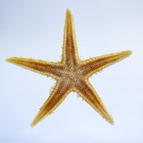 Starfish (Astropecten sp.)