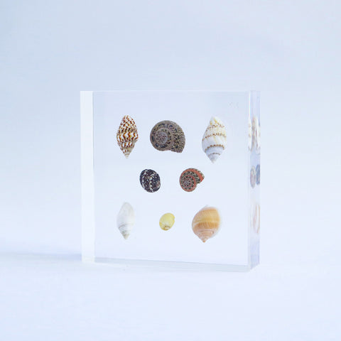 Gastropoda spp.