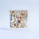 Abalone Shell Slice