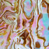 Abalone Shell Slice