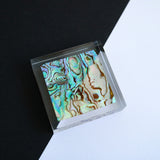 Abalone Shell Slice