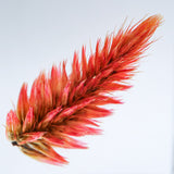 Quail grass