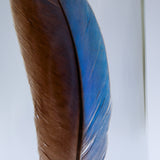 White throated Kingfisher(S)