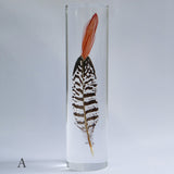 Lady Amherst's Pheasant tail(L)