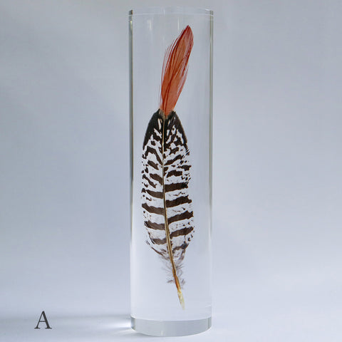 Lady Amherst's Pheasant tail(L)