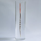 Lady Amherst's Pheasant tail(L)