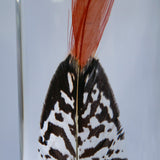 Lady Amherst's Pheasant tail(L)