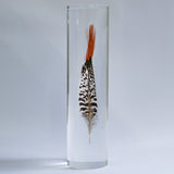Lady Amherst's Pheasant tail(L)