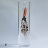 Lady Amherst's Pheasant tail(L)