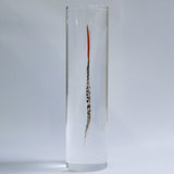 Lady Amherst's Pheasant tail(L)